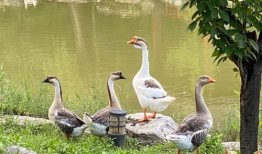 爱豆吃瓜娱乐白鹭,白鹭带你揭秘娱乐圈幕后故事