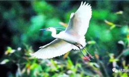 爱豆吃瓜娱乐白鹭,白鹭带你揭秘娱乐圈幕后故事